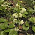 Pyrola rotundifolia1