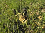 Plantago lanceolata1