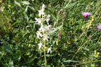 Platanthera bifolia1