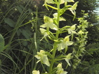 Platanthera chlorantha1