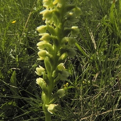 Pseudoorchis