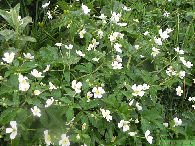 Ranunculus aconitifolius1