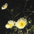 Ranunculus alpestris1
