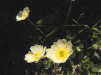 Ranunculus alpestris1