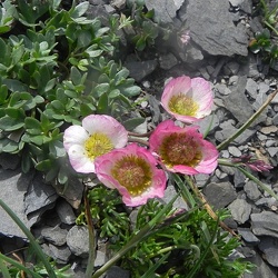 Renonculacées
