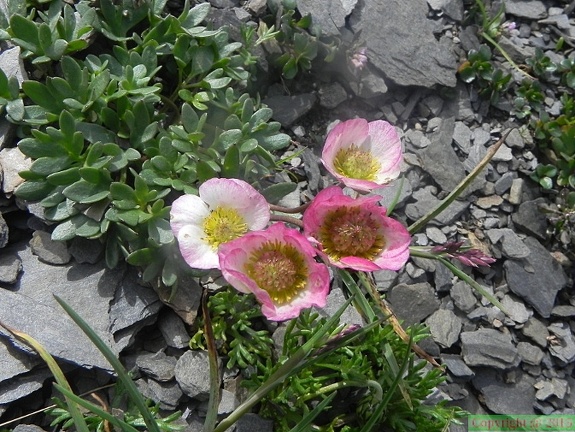 Ranunculus glacialis1