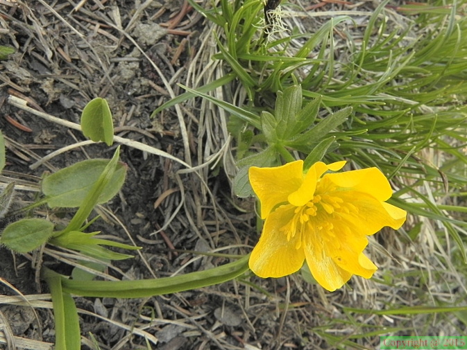 Ranunculus montanus1