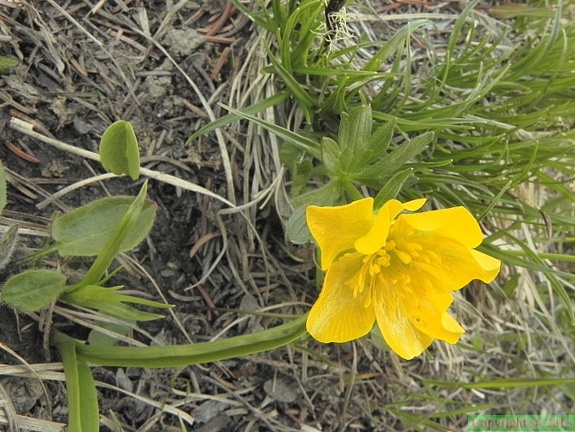 Ranunculus montanus1