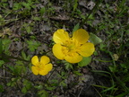 Ranunculus repens1