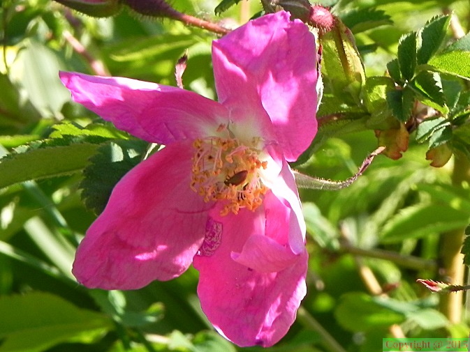 Rosa alpina1