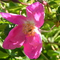 Rosa alpina1
