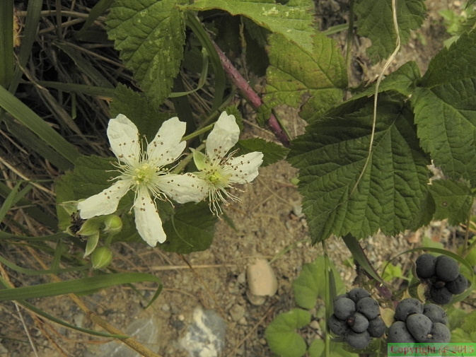 Rubus_caesius1.JPG