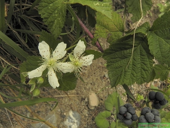 Rubus caesius1