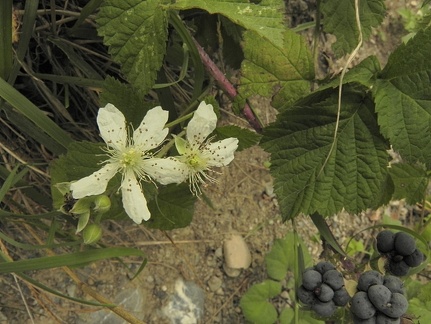 Rubus caesius1