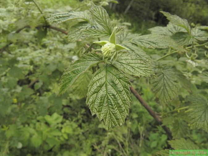 Rubus_idaeus1.JPG