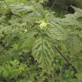Rubus idaeus1