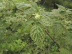 Rubus idaeus1