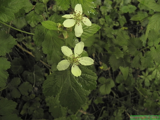 Rubus_plicatus1.JPG