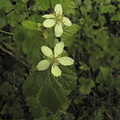 Rubus plicatus1