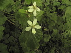 Rubus plicatus1