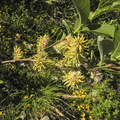 Salix appendiculata1
