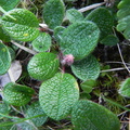 Salix reticulata1