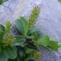 Salix retusa1