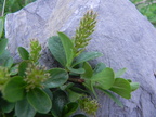 Salix retusa1