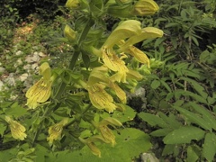 Salvia glutinosa1