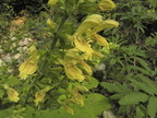 Salvia glutinosa1