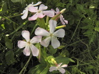 Saponaria officinalis1