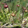 Sarracenia purpurea1