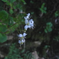 Saxifraga cuneifolia1