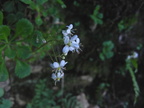 Saxifraga cuneifolia1