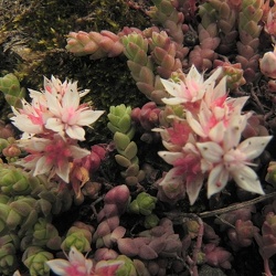 Crassulacées