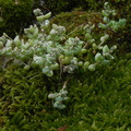 Sedum dasyphyllum1