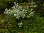 Sedum dasyphyllum1