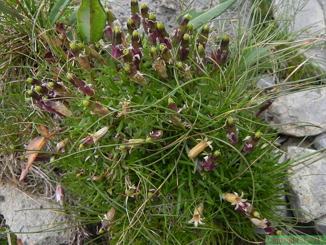 Silene acaulis ssp longiscapa1