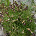 Silene acaulis ssp longiscapa1
