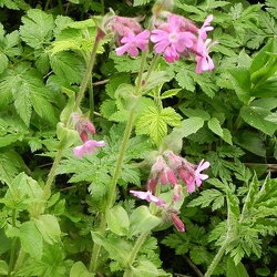 Silene