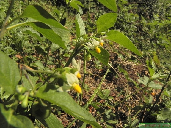 Solanum nigrum1