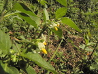 Solanum nigrum1
