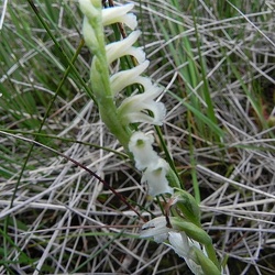 Spiranthes