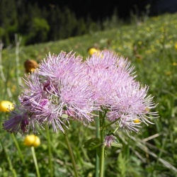 Thalictrum