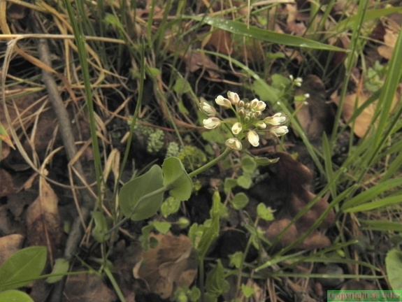 Thlaspi perfoliatum1