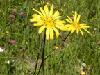 Tragopogon pratensis1