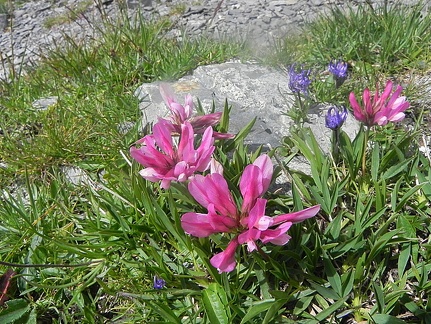 Trifolium alpinum1