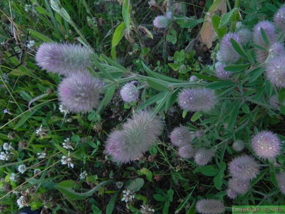 Trifolium arvense1