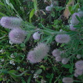 Trifolium_arvense1.JPG