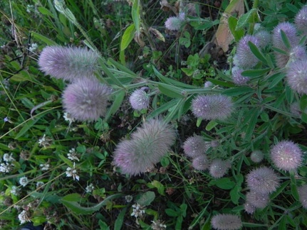 Trifolium arvense1